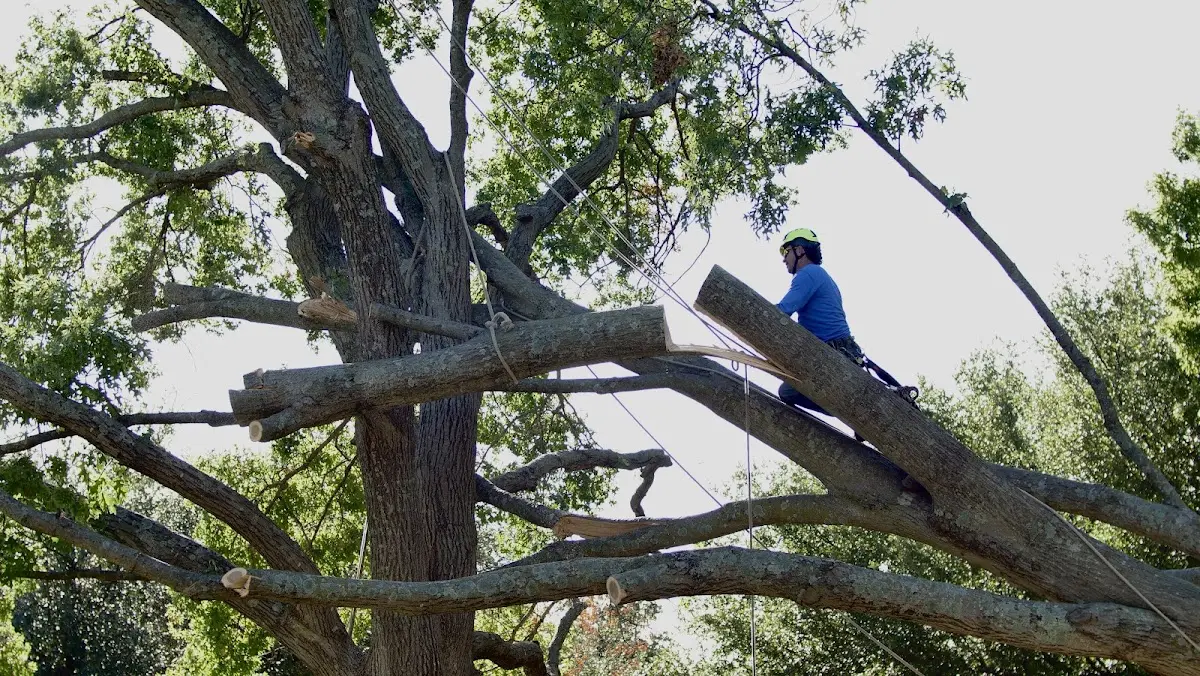 Professional Crown Thinning performed by certified arborists in Porum