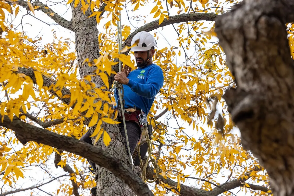 Skilled Tree Trimming crew working in Porum